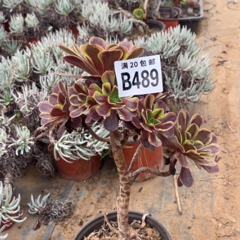 ?****489欧嘉莉有疤不包断枝