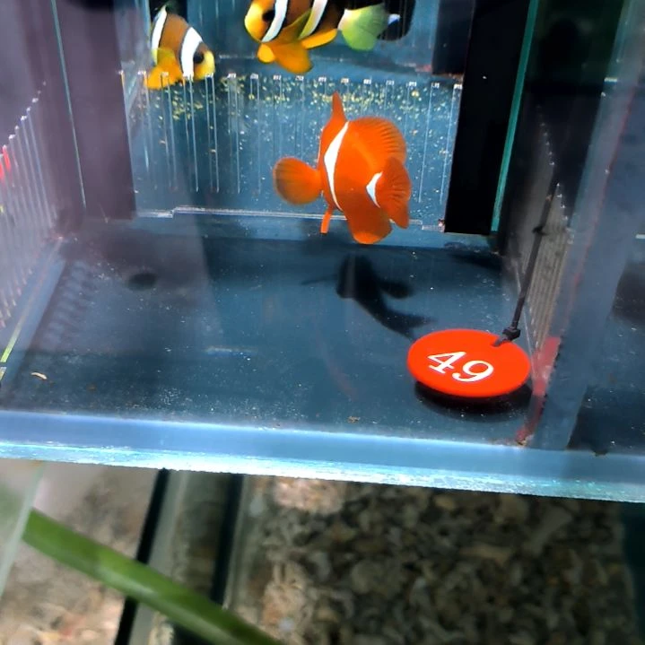 透红7+/5-40-49海水