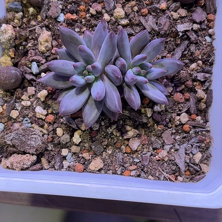 燕***肉虞美人多肉 一物一拍