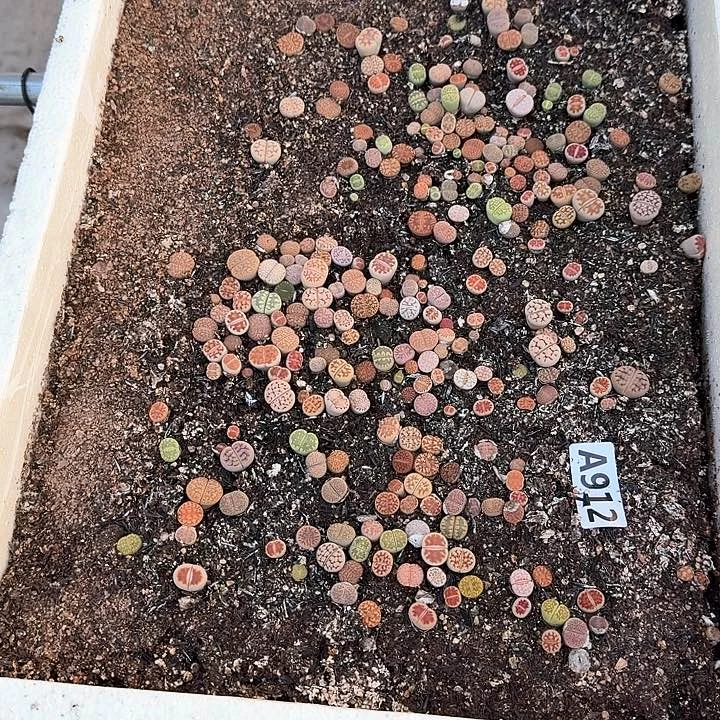 912生石花整筐脱土发货