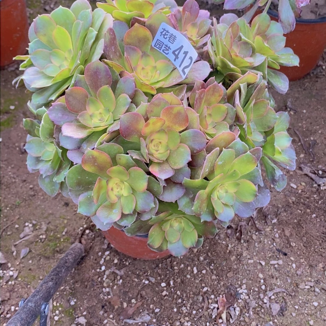 412 号一物一拍多肉植物
