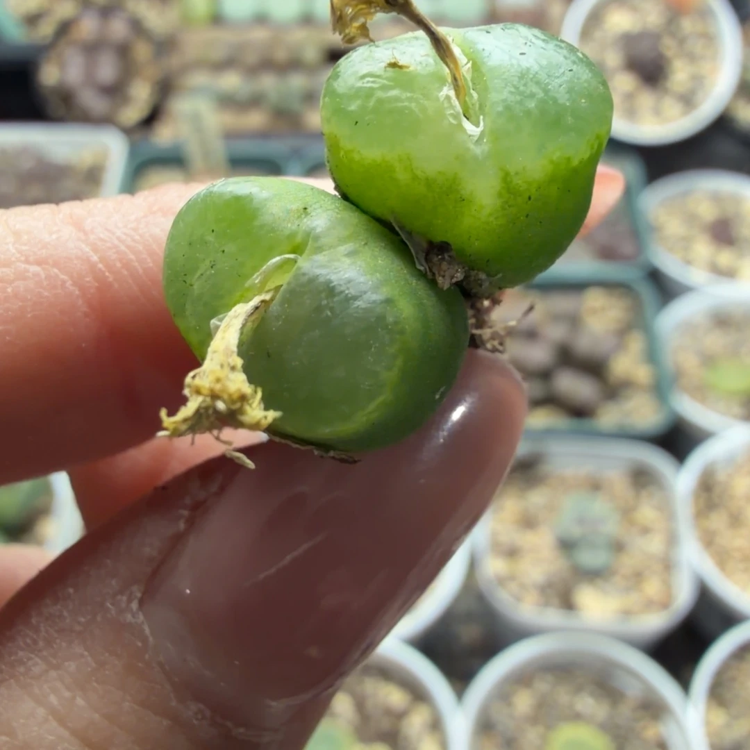 双头母本雪茄福利