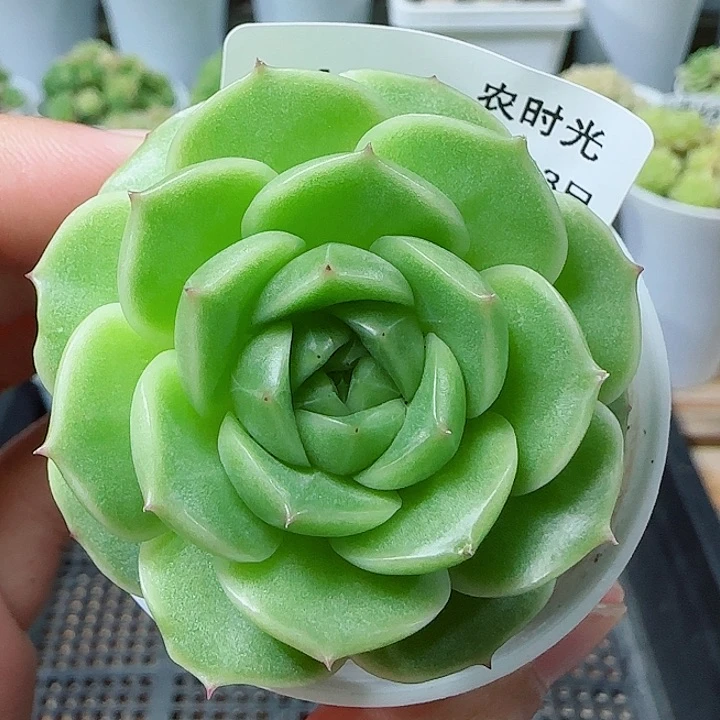 【闪购商品】0613-191包子麦杆