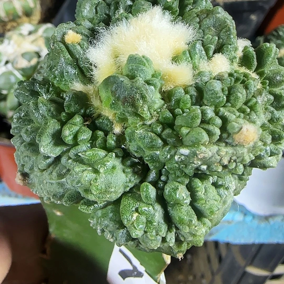 怒涛724仙人球开花