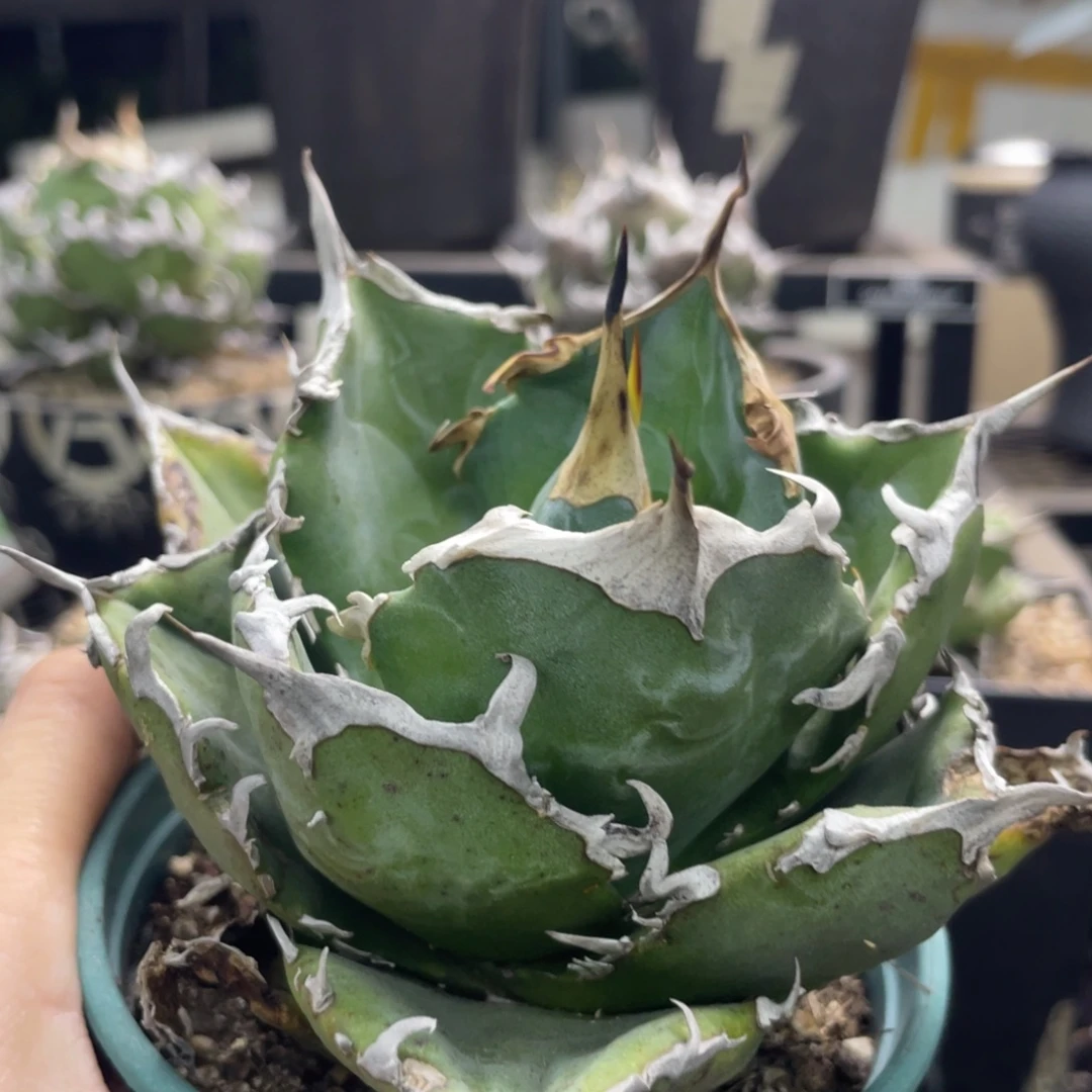 独角鯨8888888888888