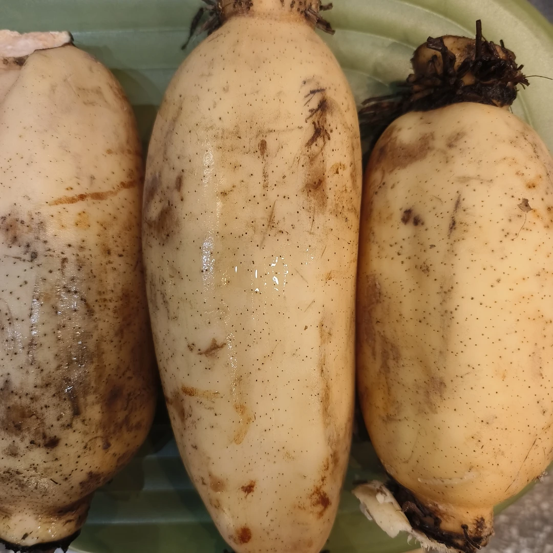 （明天到店自提）莲菜（5.99元3斤）