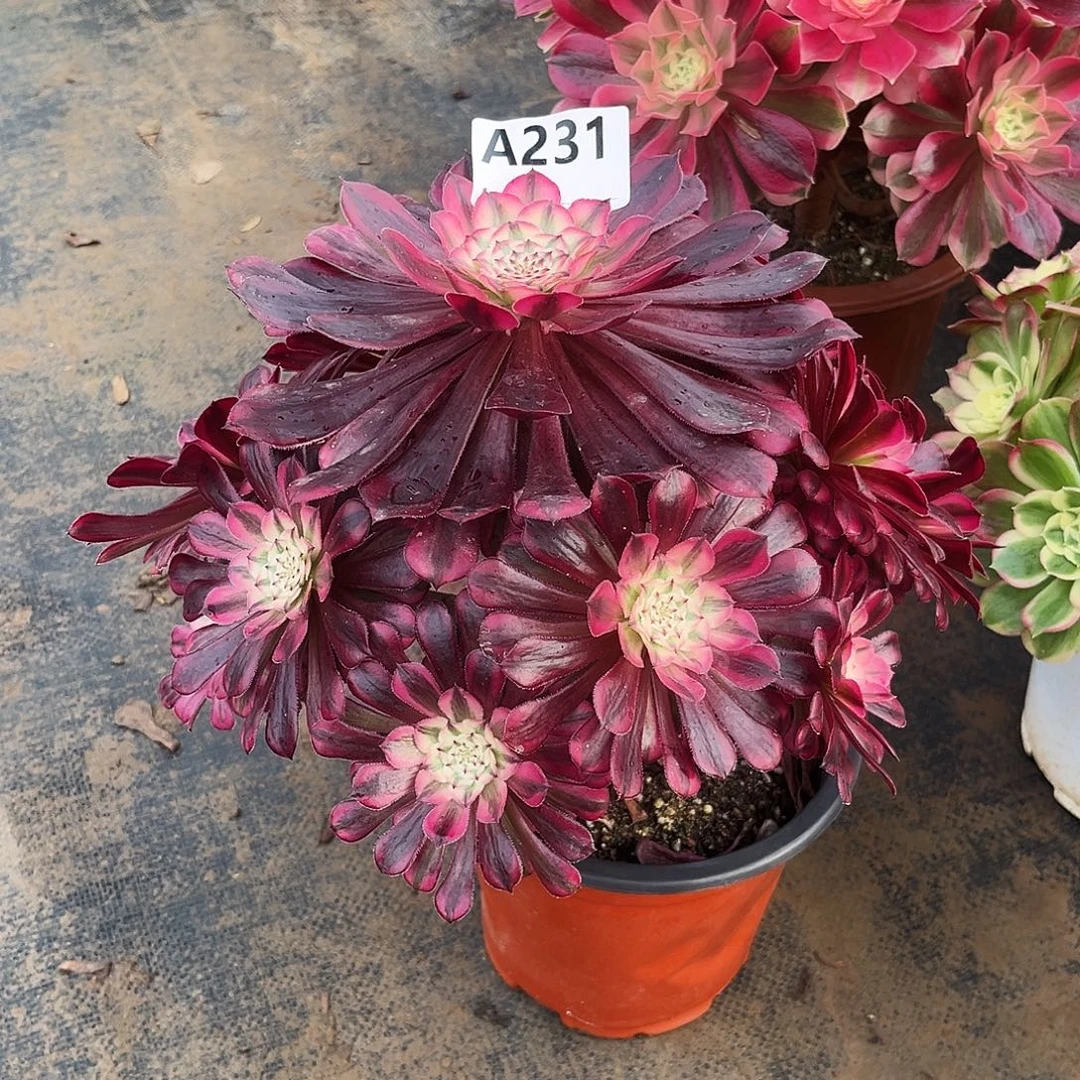 多肉植物红铜白231多肉