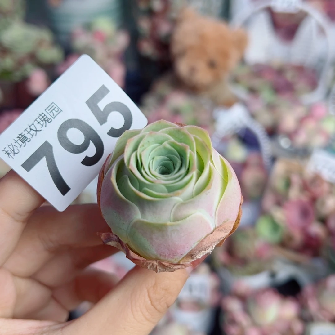 795水蜜桃小老桩四公分。