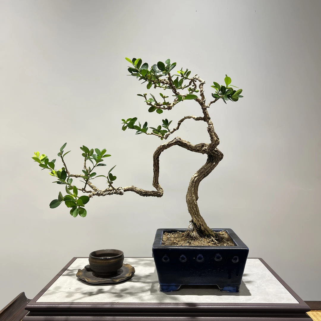 海岛黄杨 - 斜飘怪桩意境精品盆景
