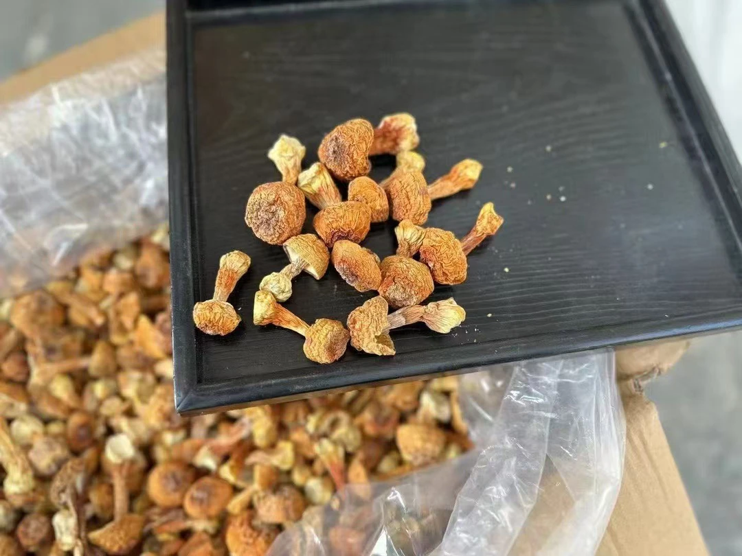 大冰精选干货姬松茸