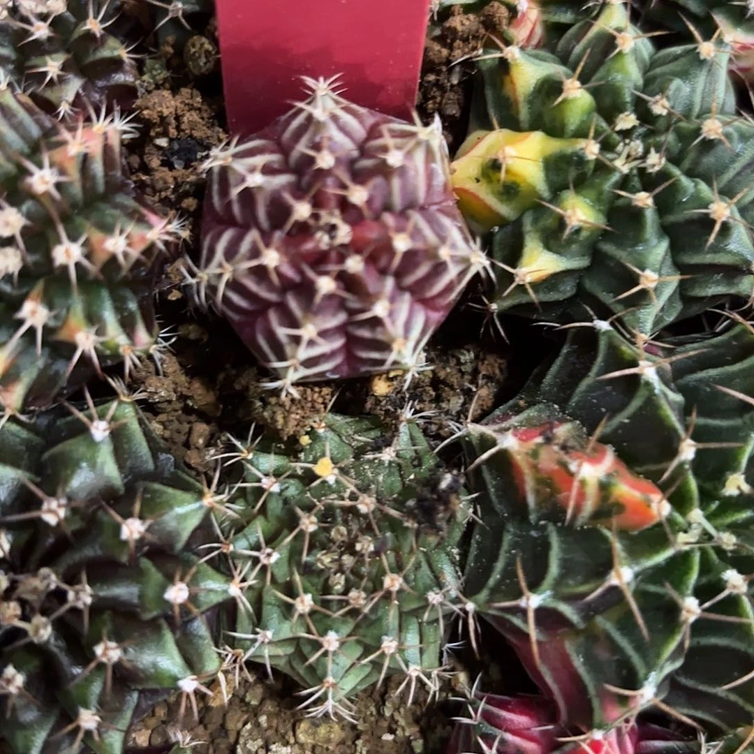 254-1117泰国发货多肉