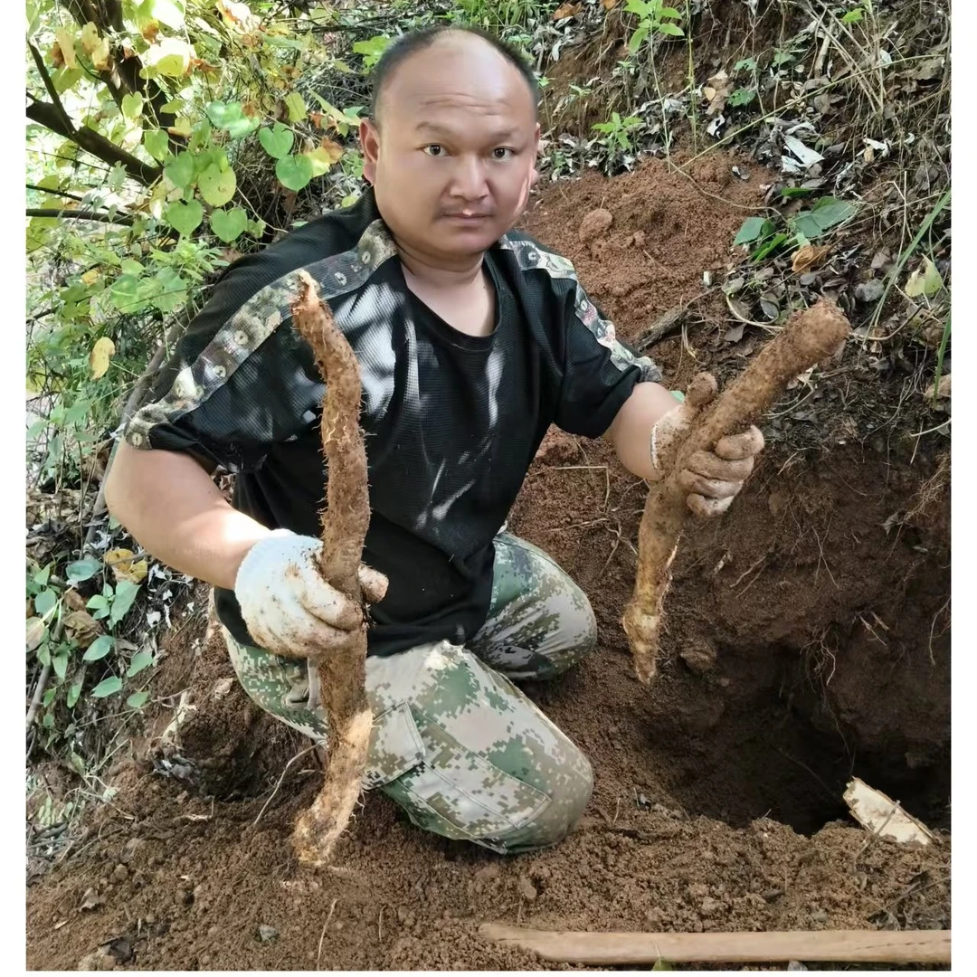 云南高海拔野生山药