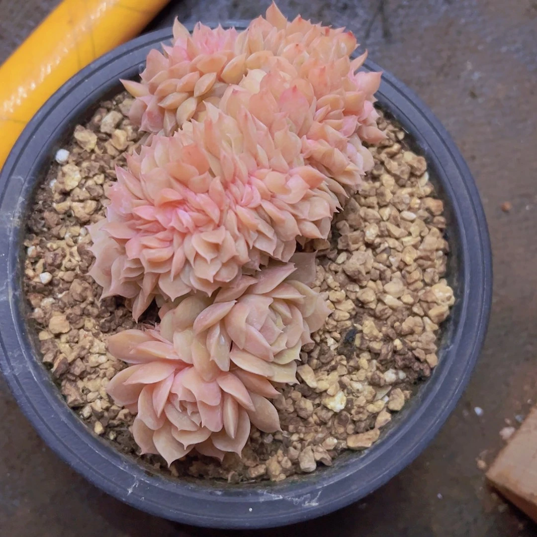 当*粉昂斯诺，带盆发货，