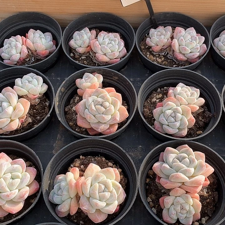 05冰玉双头 福利多多