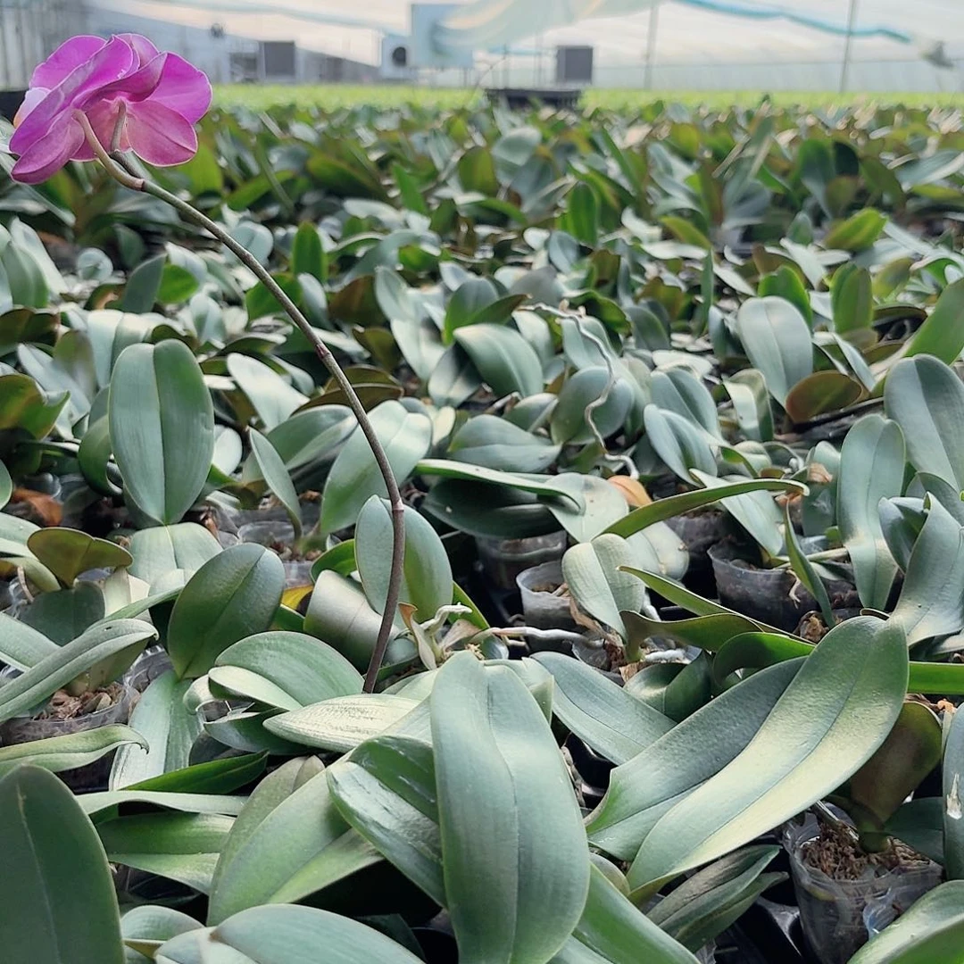 无花朵大花系列1.7杯1颗小小的随机发货