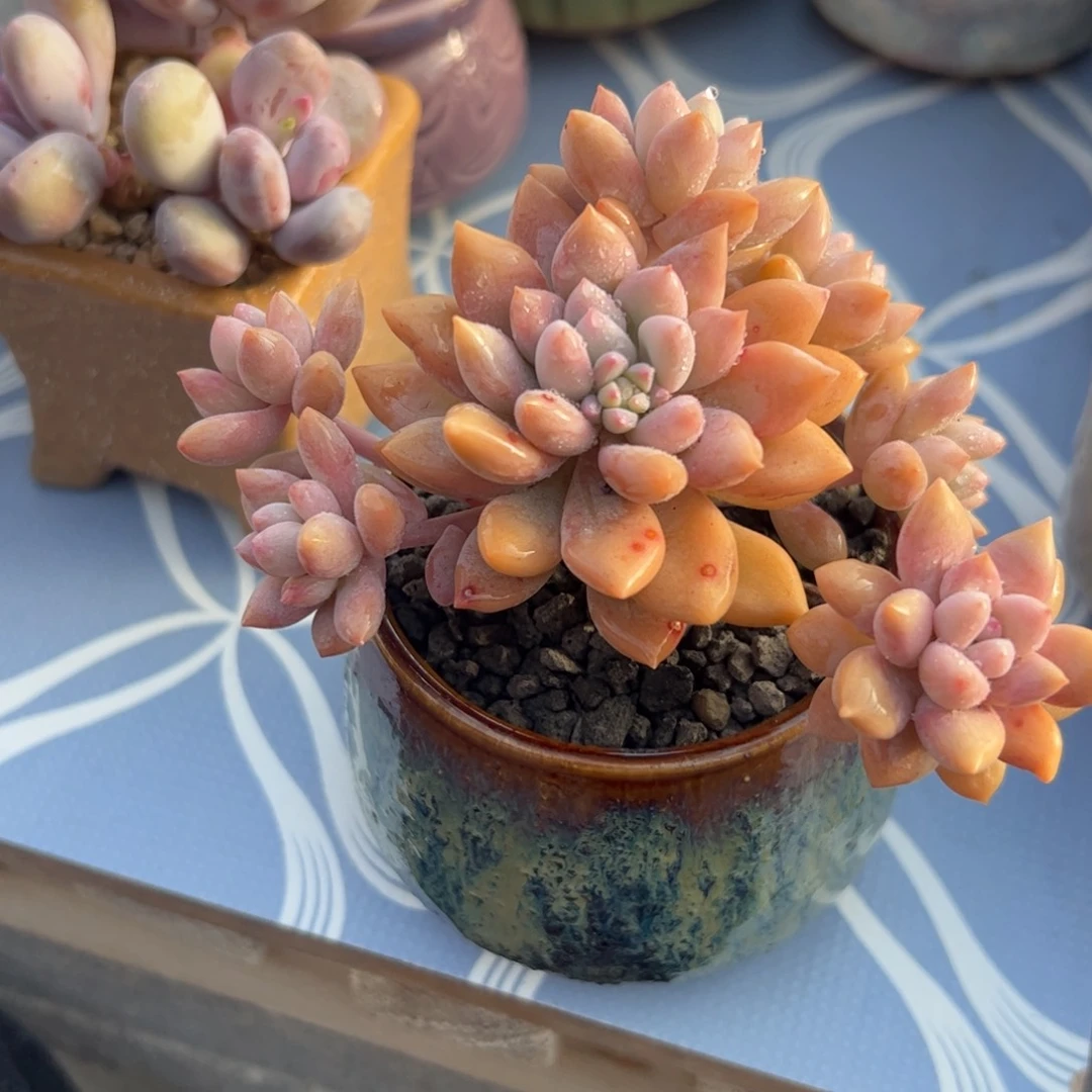 多的植物多的植物