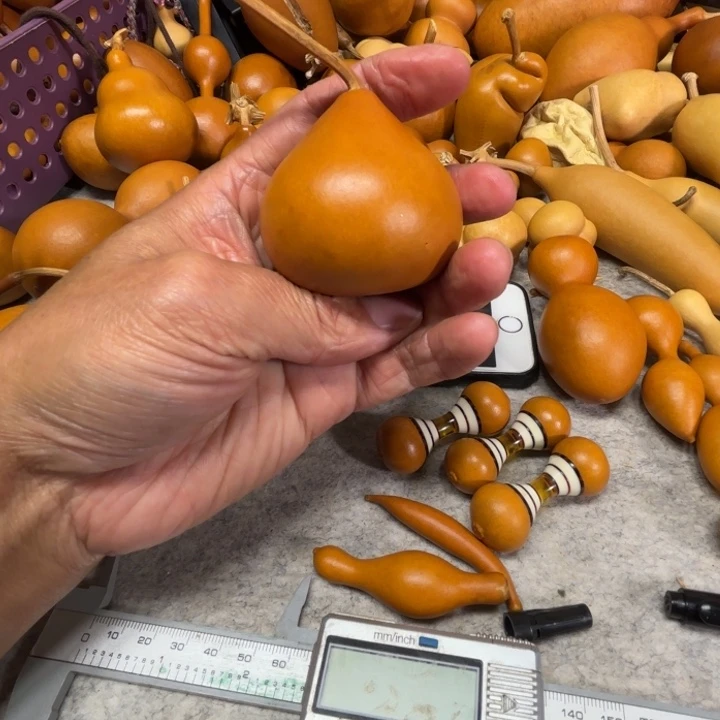 M***月八月的一把洋葱葫芦花园的