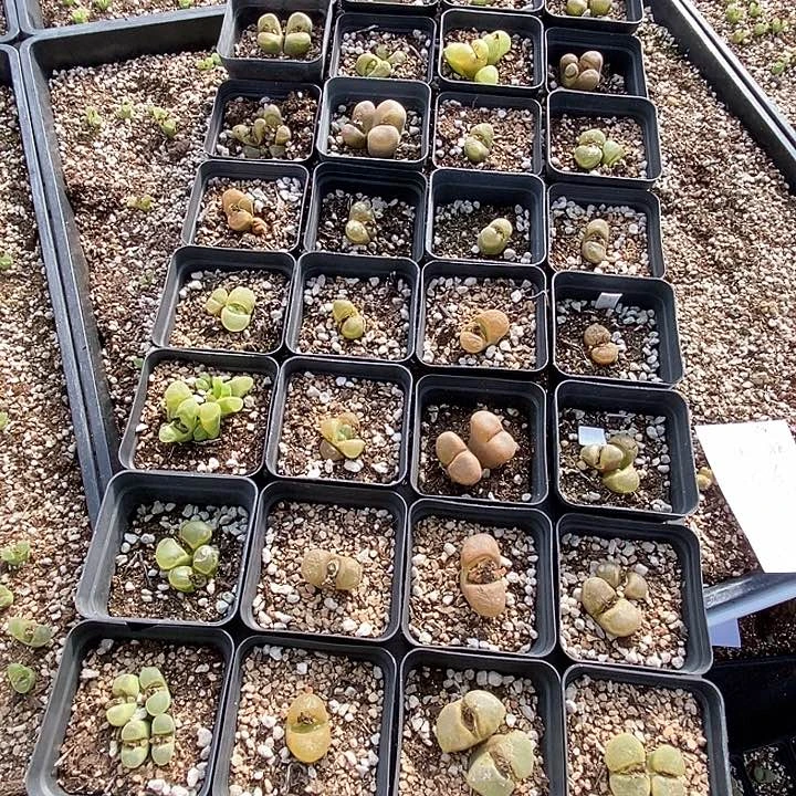 12616一筐风铃有伤