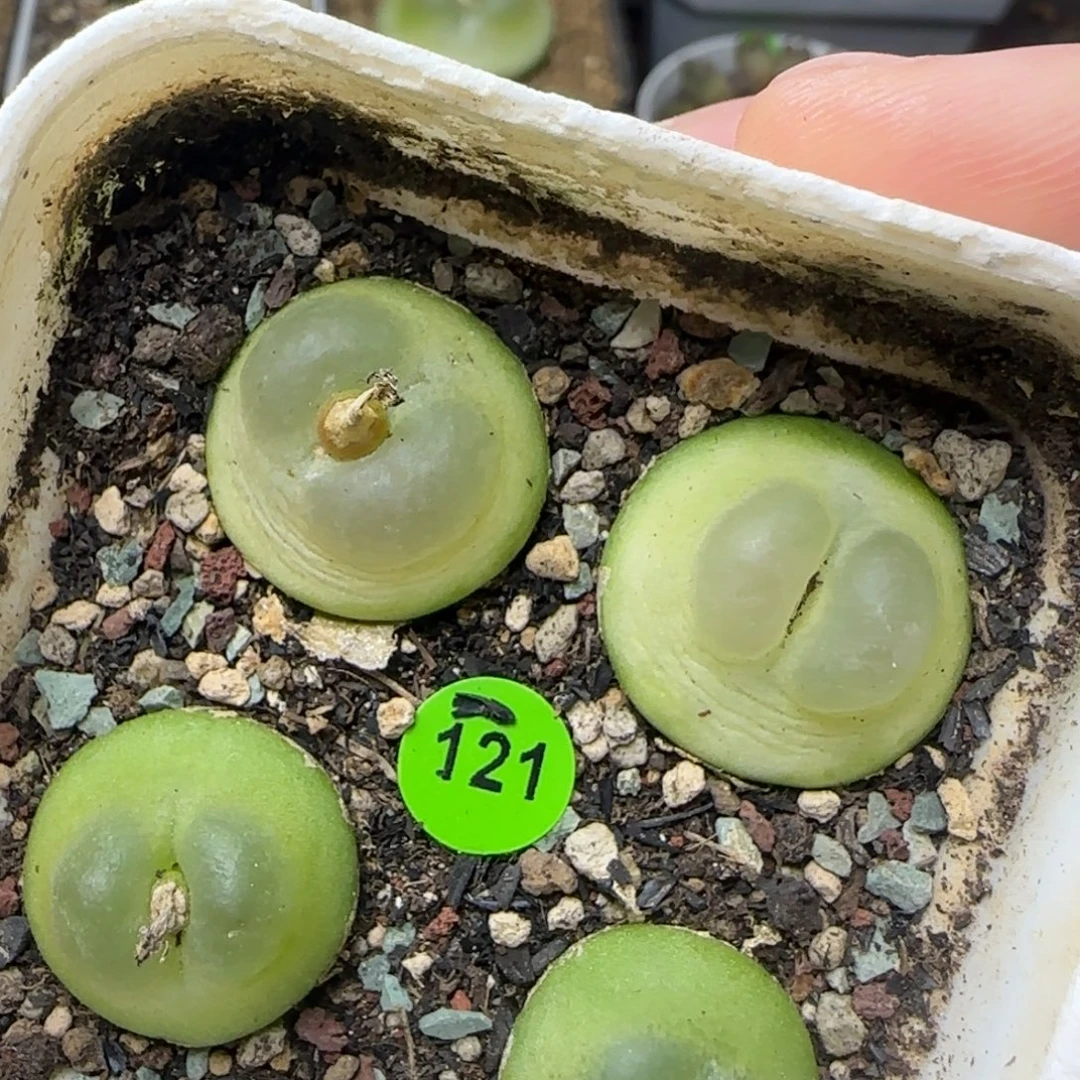 拉登1.8/1.9/2/2.2+多肉121