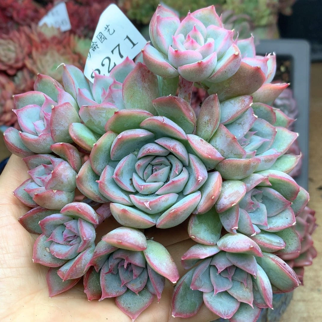 2271杂交多肉植物