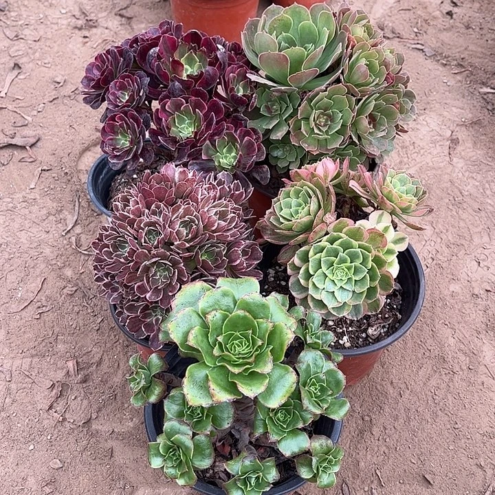 266多肉植物组合，