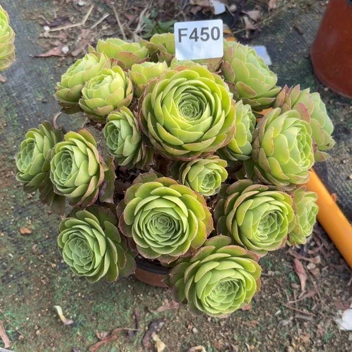 ?**?圣罗兰多肉植物不包损450