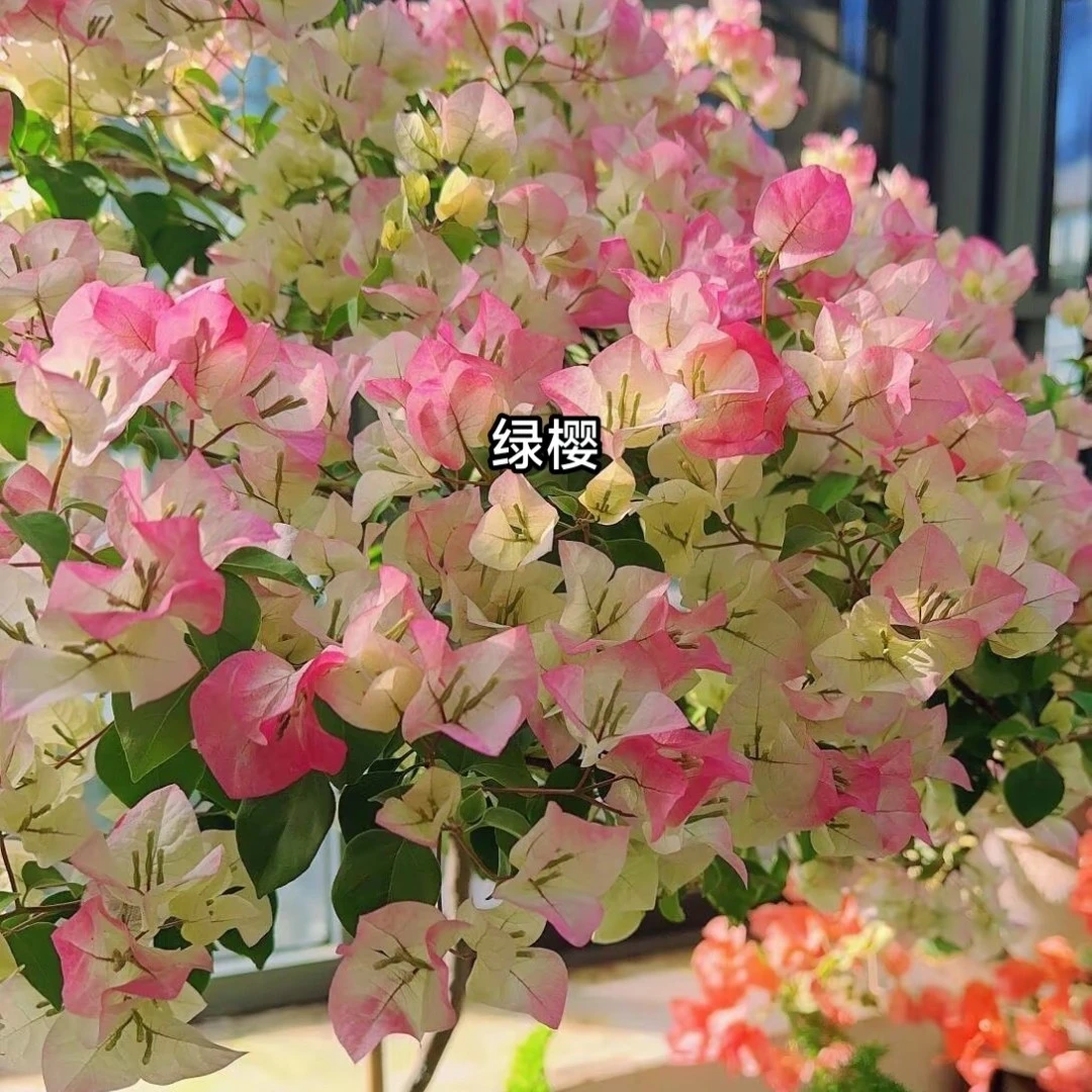 [自拍量拍]勤花彩色三角梅四季开花适合阳台庭院种植