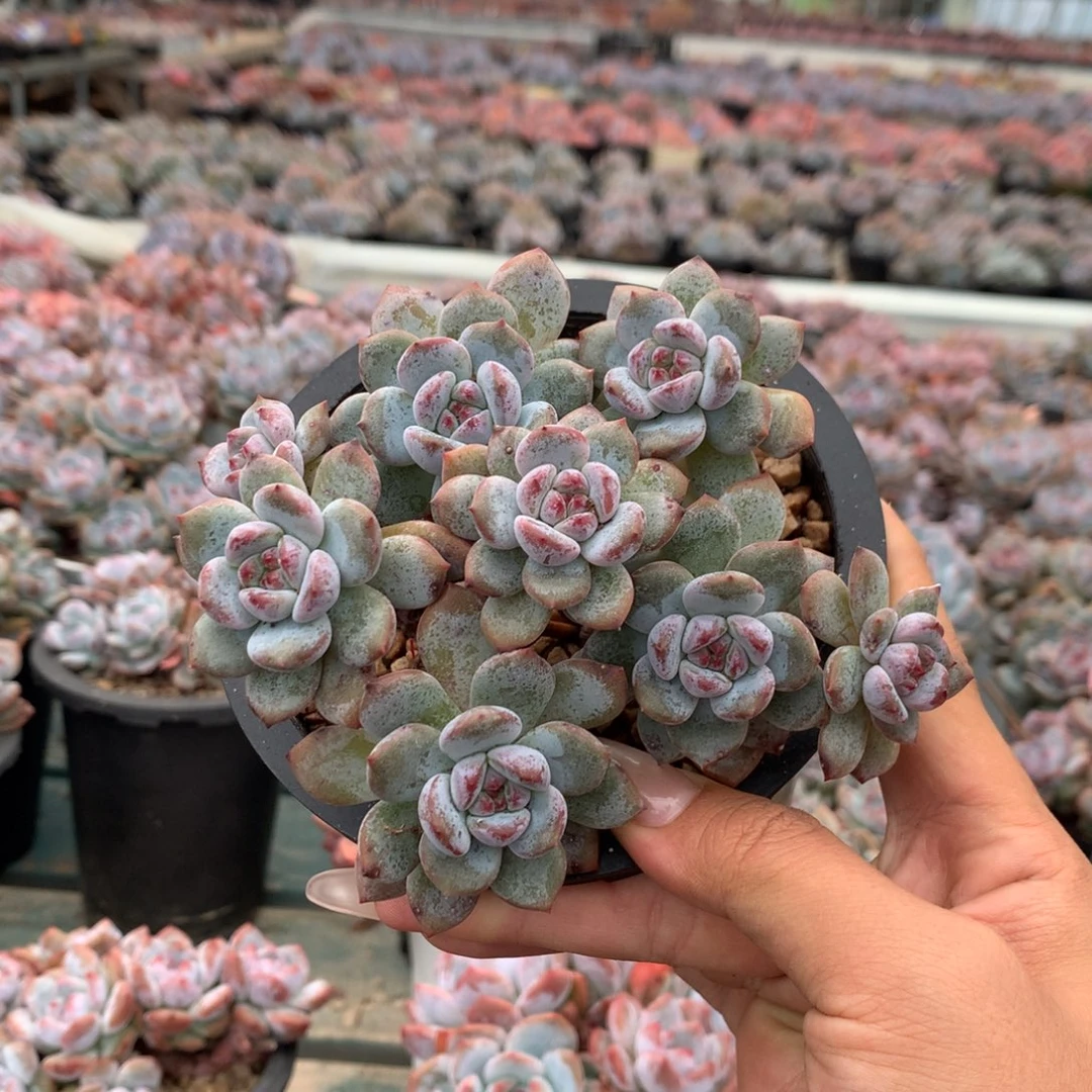 石榴籽漳州绿底紫心