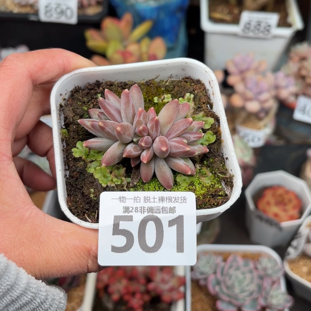 小乌拉克拉无盆土发货