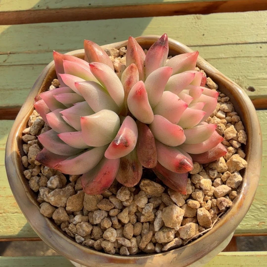 冰月亮锦精控锦上园艺一物一拍