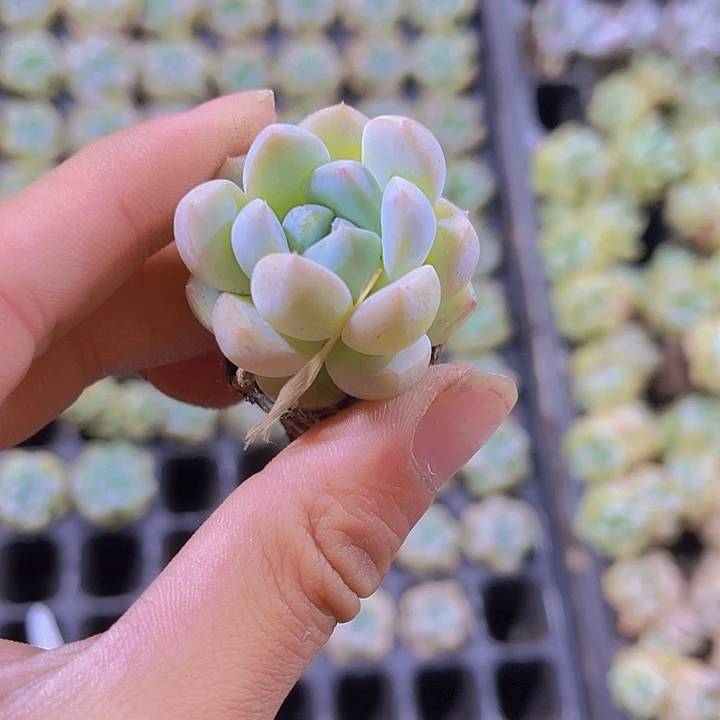 精品厚梦多肉植物