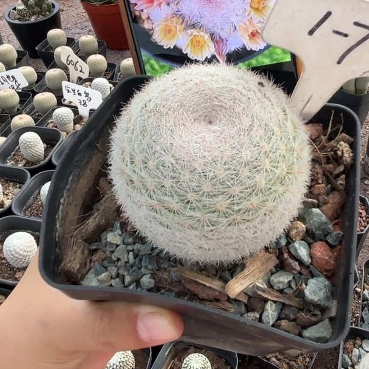 1.7实生满月好养皮实