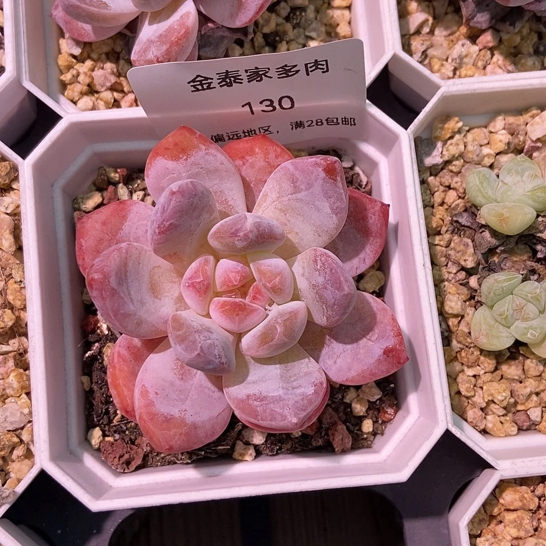 金泰家多肉，130橙梦露