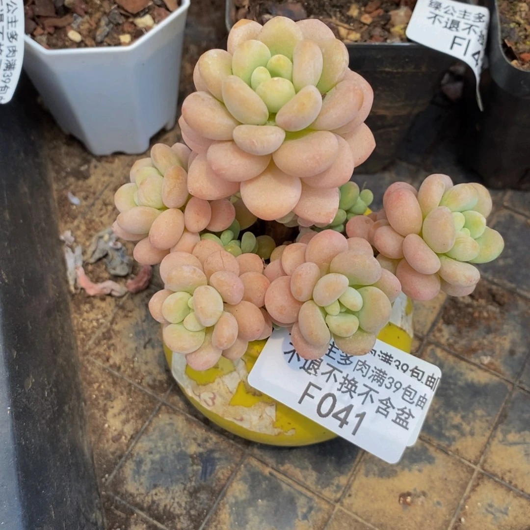 洛可可041/8cm福利