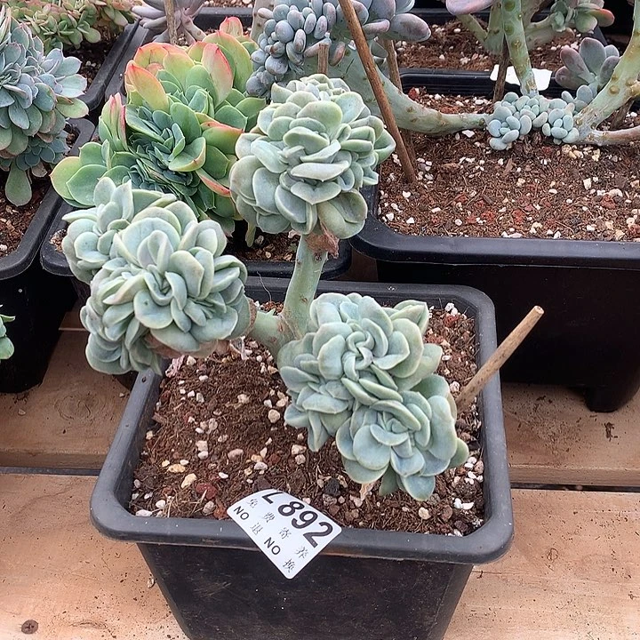 可爱玫瑰缀化 多肉植物，9.28号发