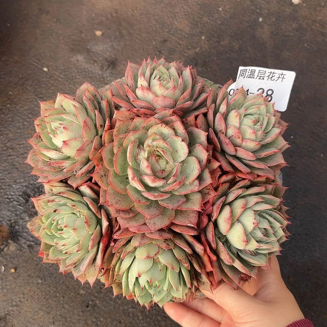 同温层多肉林杰安娜38