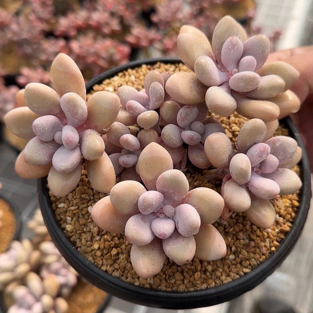 从前慢甄选多肉编号亚美奶酪