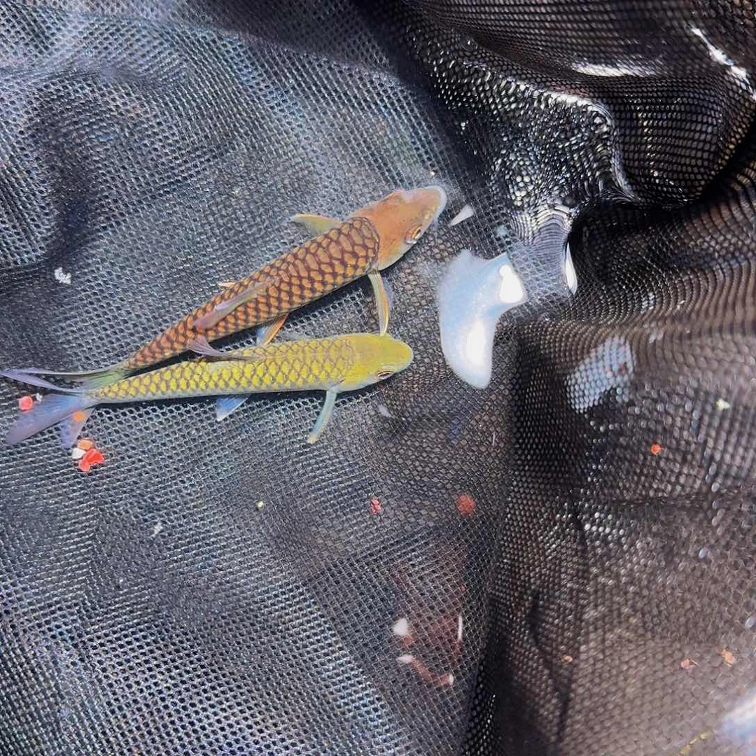 吉罗鱼巴拉墨脱。