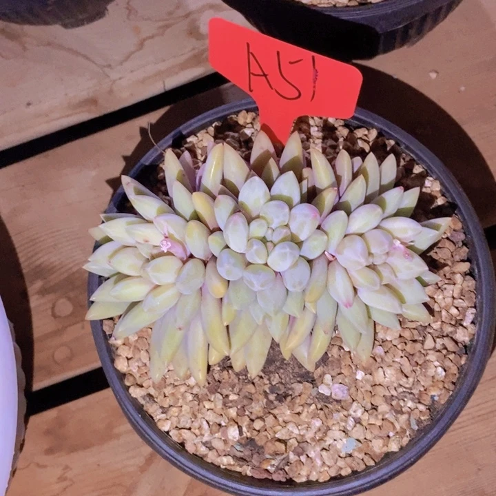 七*鱼这么多都在一起吃完