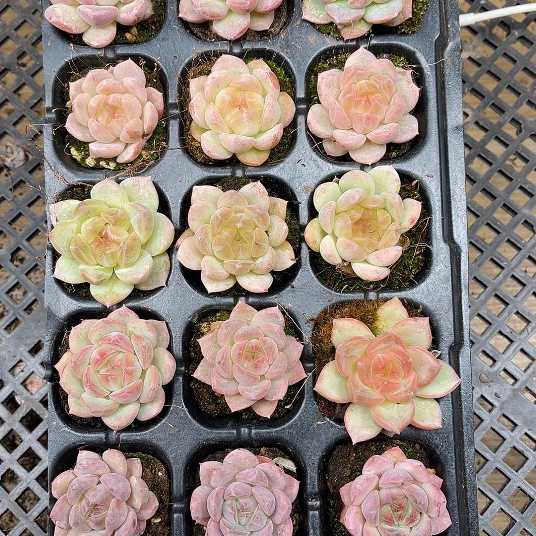 长***欢多肉一物一拍22-53