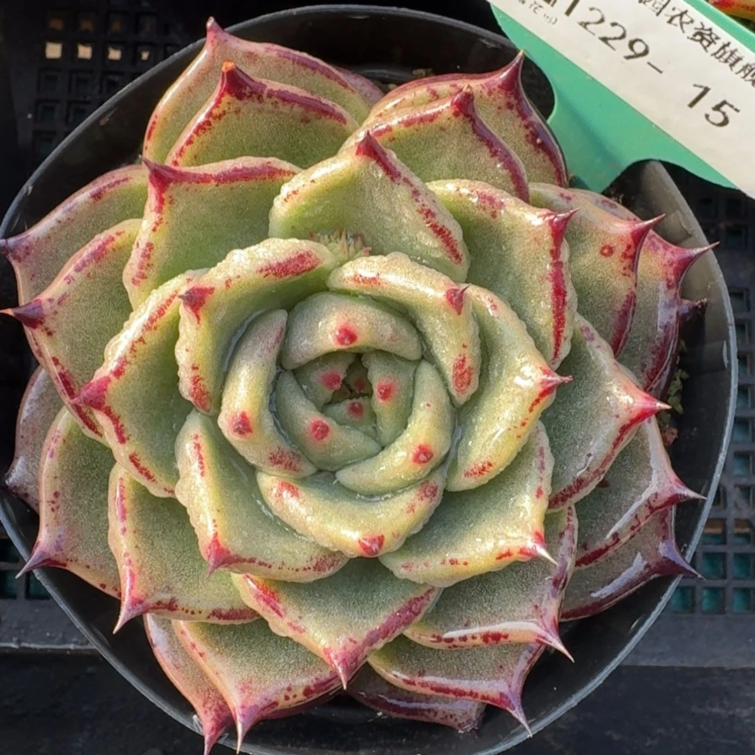 从前慢花园多肉编号1229-15