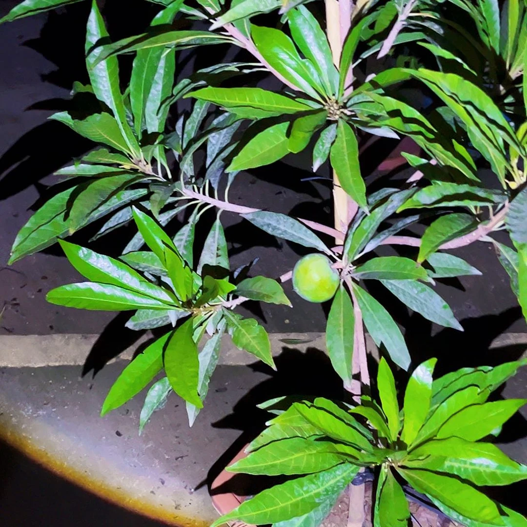 文***子果树555555555555