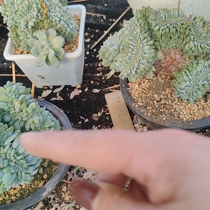 咕***叫69福利福利不售后