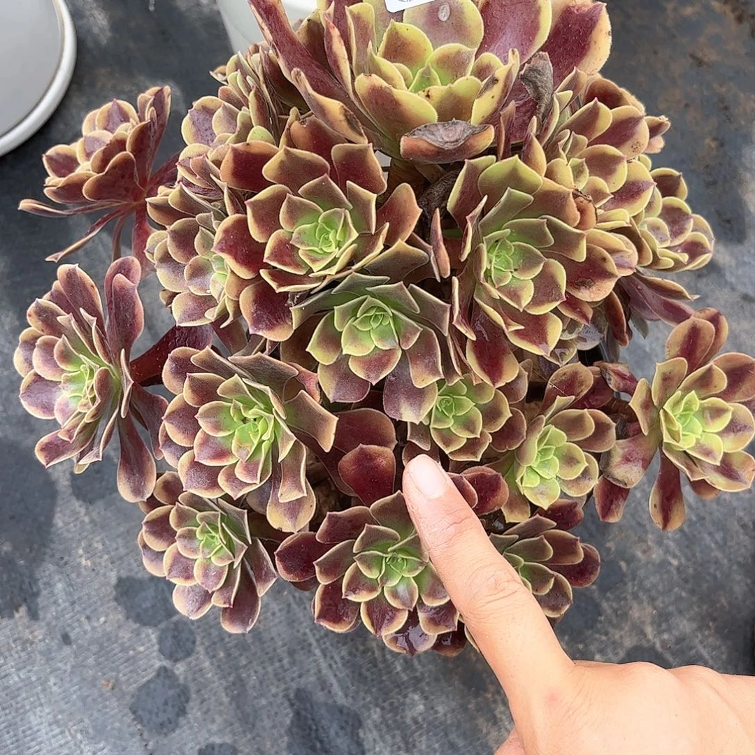 多肉植物297好多肉都