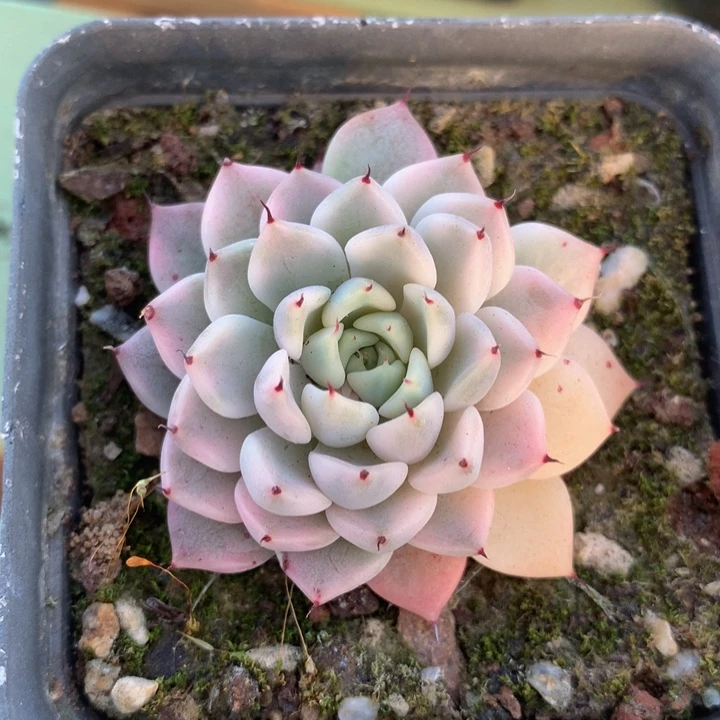 妲己锦，一物一拍