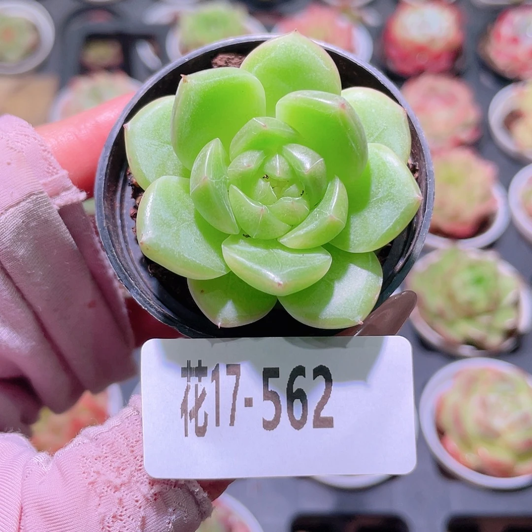 花利美17-562新品