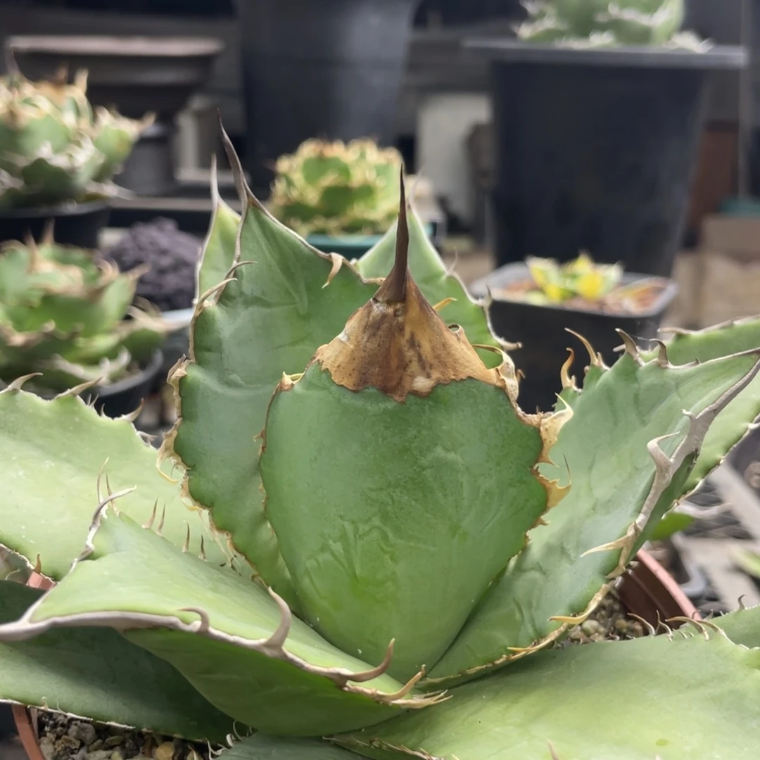 【闪购商品】野二 大甲