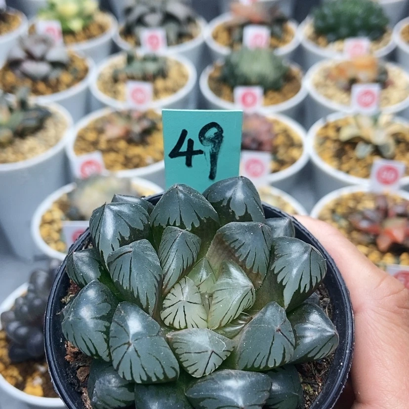 【闪购商品】惜49水晶玉露