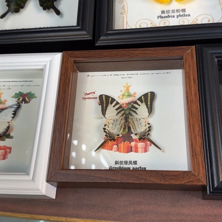 蝴蝶标本蝴蝶标本