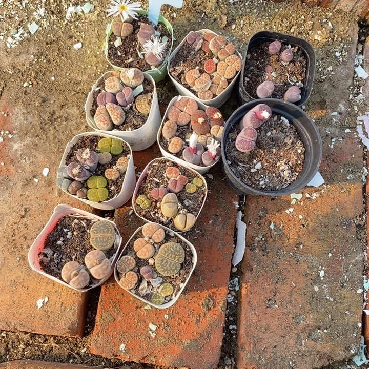 杉***迟生石花等植物的生长701